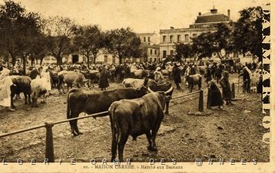 ALGER -  MAISON CARREE MARCHE AUX BESTIAUX.jpg
